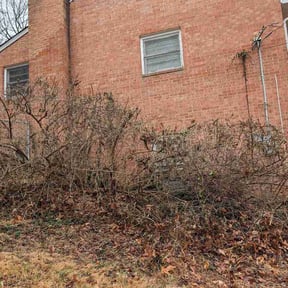 Bush Trimming by Garrison Lawn Care and  Maintenance reviewed on April 15, 2026