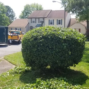 Bush Trimming by No Time Wasted reviewed on February 22, 2024