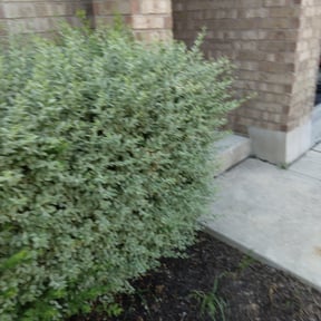 Bush Trimming by Fresh Cuts landscape reviewed on August 15, 2025