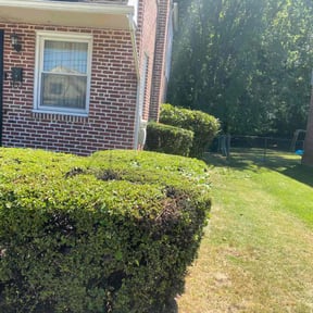 Bush Trimming by Marisol lawn care reviewed on August 20, 2025