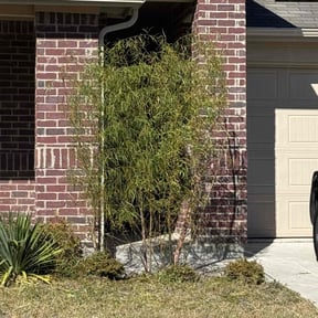 Bush Trimming by Lenard’s Lawn Care reviewed on August 18, 2025