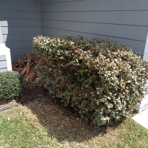Bush Trimming by Xtreme Klean Pressure washing & Cuts reviewed on August 16, 2025