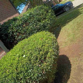 Bush Trimming by Clear cut lawn and landscape reviewed on April 7, 2026