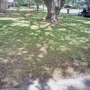 Bush Trimming by Woods Property PreservationLLC reviewed on August 17, 2025