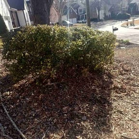 Bush Trimming by Verde Lawn and Property Management reviewed on August 16, 2025