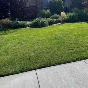 turf maintenance by New leaf Landscaping reviewed on May 13, 2024