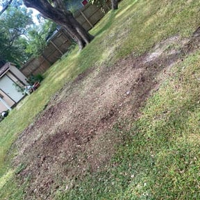 Leaf Removal by Green landscaping LLc reviewed on September 7, 2025