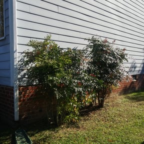 Bush Trimming by 4 You Landscaping LLC reviewed on May 3, 2024