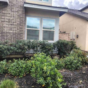 Bush Trimming by cleans cutts 8 reviewed on April 4, 2026