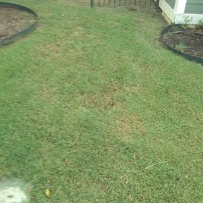 Bush Trimming by Nicks Lawn Care reviewed on June 29, 2025