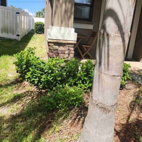 Bush Trimming by FRAMPTON'S LAWN SERVICE reviewed on August 20, 2025