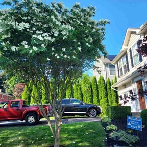 Tree Care by Agape Lawn Service reviewed on August 17, 2025