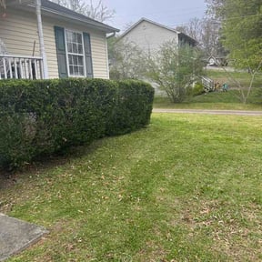 Bush Trimming by Sal's lawn service  reviewed on March 18, 2026