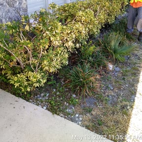 Bush Trimming by Brent Hoover reviewed on August 19, 2025