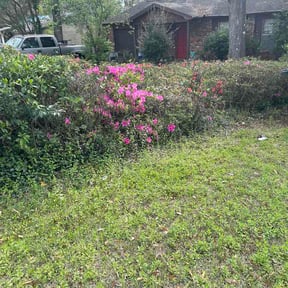 Bush Trimming by Gifted Hands Services reviewed on March 12, 2026