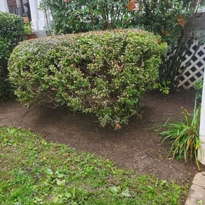 Bush Trimming by Patton Lawn Care reviewed on August 18, 2025