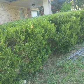 Bush Trimming by Mavericks Lawncare reviewed on August 20, 2025
