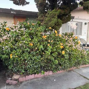 Bush Trimming by Nicholas Lawn services reviewed on February 19, 2026