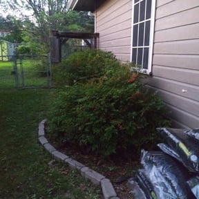 Bush Trimming by Big Bad Wolfe Lawncare reviewed on August 17, 2025