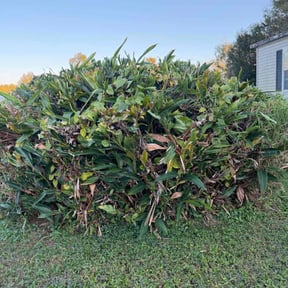 Bush Trimming by That &amp; This Taskforce LLC reviewed on May 14, 2026