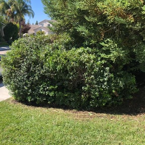 Bush Trimming by GetYarded reviewed on August 19, 2025