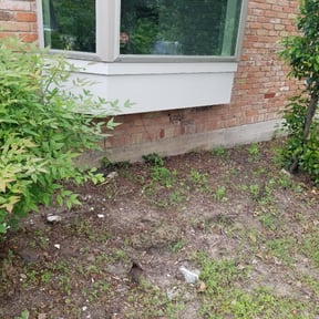 Leaf Removal by Mott's lawns reviewed on August 18, 2025