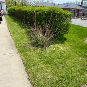 Leaf Removal by Dockstader Landscaping reviewed on September 9, 2025