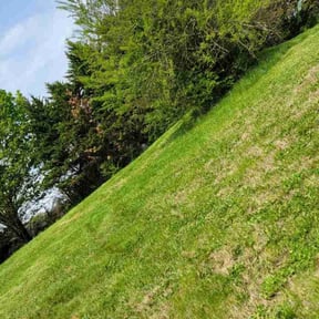 Bush Trimming by Mojica Lawn Care reviewed on August 17, 2025