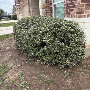 Bush Trimming by B&amp;T Lawn Care reviewed on April 25, 2026