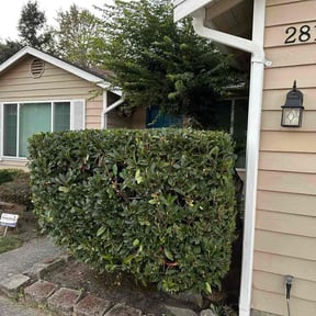 Bush Trimming by Tee Lawncare reviewed on November 9, 2025
