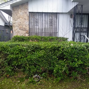 Bush Trimming by Top Shelf Lawn Care reviewed on August 16, 2025