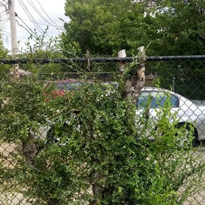 Bush Trimming by Quays lawn service reviewed on August 20, 2025