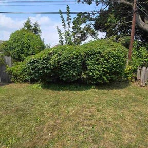 Bush Trimming by MPP Landscaping reviewed on November 9, 2025