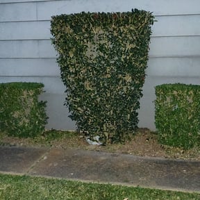 Bush Trimming by JoJo property services LLC reviewed on August 18, 2025