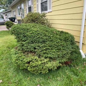 Bush Trimming by Stetty's Lawn LLC reviewed on August 16, 2025