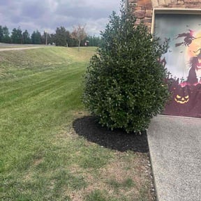 Mulching by Michael Dover Jr reviewed on November 24, 2025