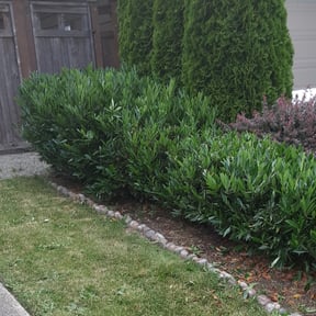 Bush Trimming by TRiM Lawn Detail reviewed on August 17, 2025