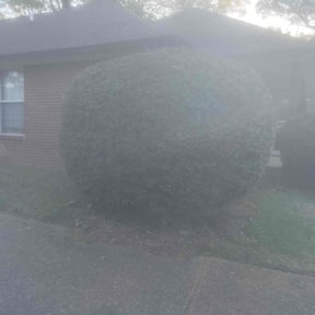 Bush Trimming by The Kadyebo way reviewed on August 17, 2025