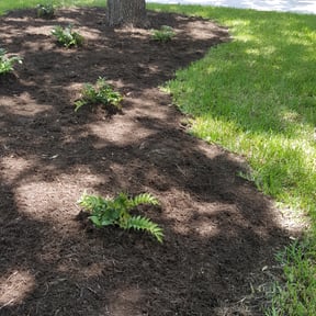 Flower Bed Weeding by Creating a better Landscaping reviewed on August 15, 2025