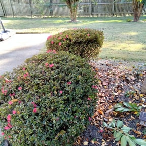 Bush Trimming by Supreme Home Services reviewed on August 17, 2025