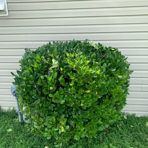 Bush Trimming by Grass Masters reviewed on August 21, 2025