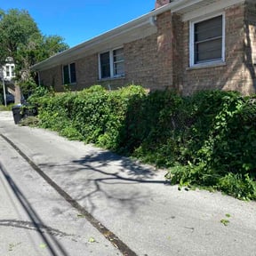 Bush Trimming by Aldana Lawn Care reviewed on August 2, 2026