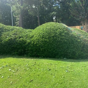 Bush Trimming by BeGreen Landscaping reviewed on August 15, 2025