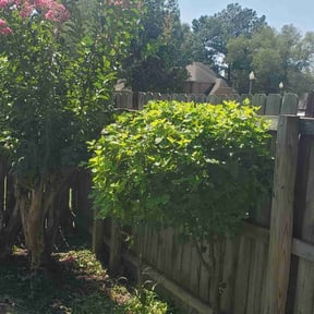 Bush Trimming by Lawn Kingz reviewed on August 20, 2025