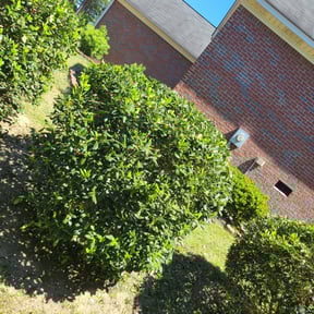 Bush Trimming by MZ Lawn Services reviewed on August 15, 2025
