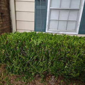 Bush Trimming by Canfield Lawncare reviewed on August 18, 2025