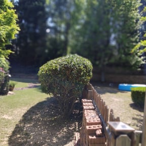 Bush Trimming by Williamson's Lawn Care and Service reviewed on August 17, 2025