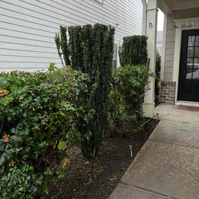 Bush Trimming by Tried & True Landscape reviewed on August 21, 2025