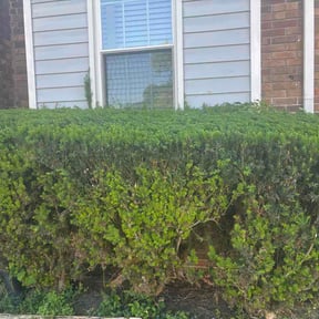 Bush Trimming by Dan's Lawn &amp; Landscaping reviewed on May 10, 2026