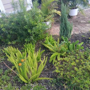 Flower Bed Weeding by Rich Off Grass reviewed on December 11, 2025